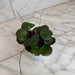 The Plant Farm® Houseplants Begonia Strawberry Dark Form, 4" Plant