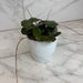The Plant Farm® Houseplants Begonia Strawberry Dark Form, 4" Plant