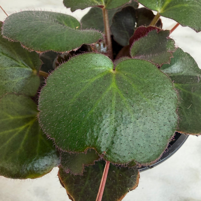 The Plant Farm® Houseplants Begonia Strawberry Dark Form, 4" Plant