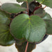 The Plant Farm® Houseplants Begonia Strawberry Dark Form, 4" Plant