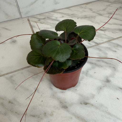 The Plant Farm® Houseplants Begonia Strawberry Dark Form, 4" Plant