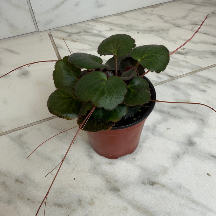 The Plant Farm® Houseplants Begonia Strawberry Dark Form, 4" Plant