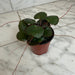 The Plant Farm® Houseplants Begonia Strawberry Dark Form, 4" Plant