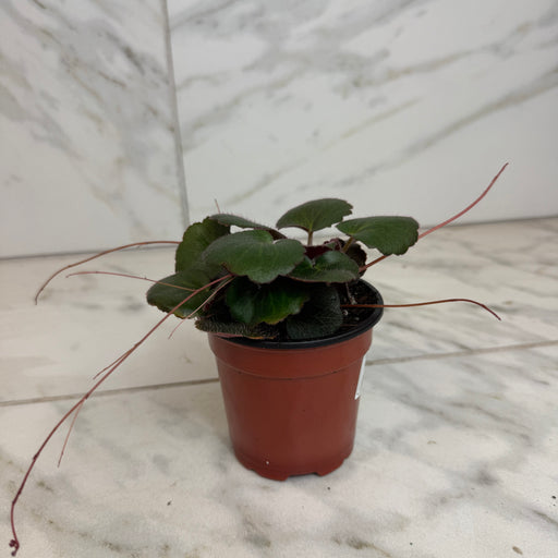 The Plant Farm® Houseplants Begonia Strawberry Dark Form, 4" Plant