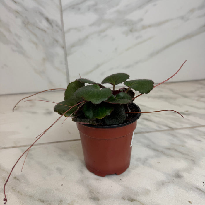 The Plant Farm® Houseplants Begonia Strawberry Dark Form, 4" Plant