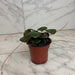 The Plant Farm® Houseplants Begonia Strawberry Dark Form, 4" Plant