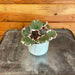 The Plant Farm® Houseplants Begonia Strawberry Variegated, 2" Plant