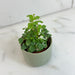 The Plant Farm® Houseplants Breynia Nivosa Mini Snowbush, 2" Plant