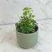 The Plant Farm® Houseplants Breynia Nivosa Mini Snowbush, 2" Plant