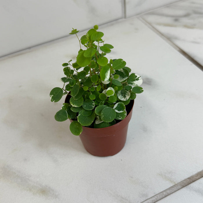 The Plant Farm® Houseplants Breynia Nivosa Mini Snowbush, 2" Plant