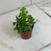The Plant Farm® Houseplants Breynia Nivosa Mini Snowbush, 2" Plant