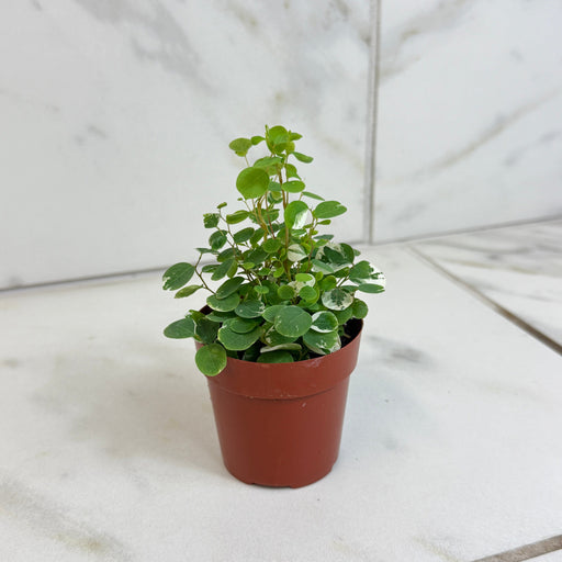 The Plant Farm® Houseplants Breynia Nivosa Mini Snowbush, 2" Plant