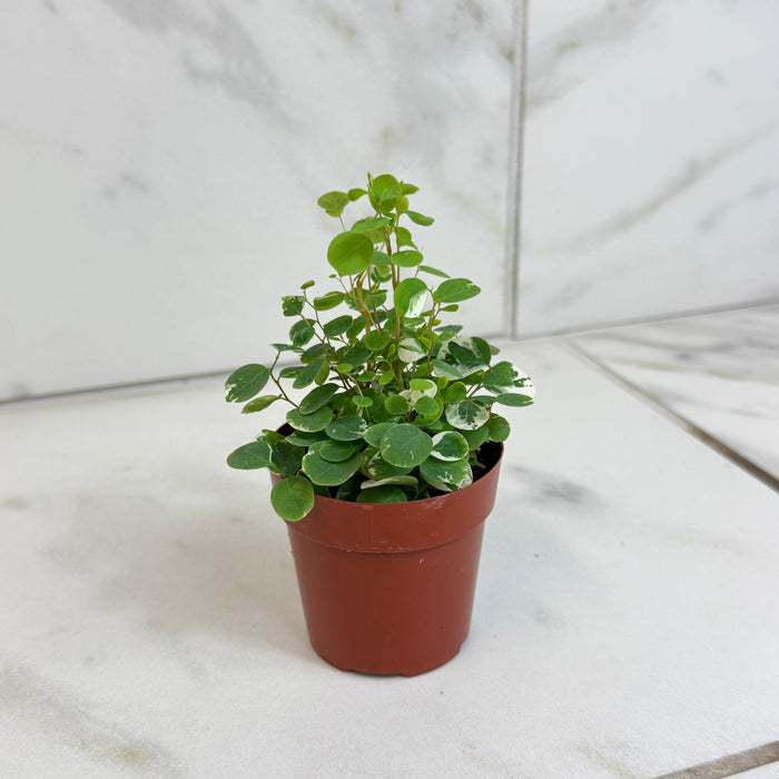 The Plant Farm® Houseplants Breynia Nivosa Mini Snowbush, 2" Plant