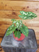 The Plant Farm® Houseplants Caladium Hilo Beauty Gift Set, 4" Plant
