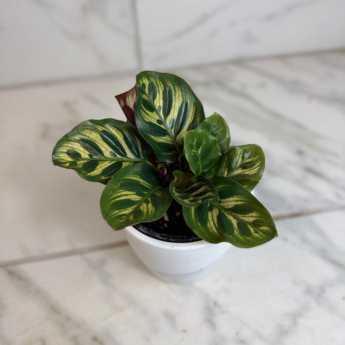 The Plant Farm® Houseplants Calathea Burle Marxii, 4" Plant