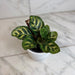 The Plant Farm® Houseplants Calathea Burle Marxii, 4" Plant