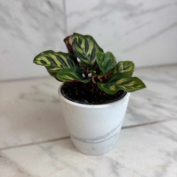 The Plant Farm® Houseplants Calathea Burle Marxii, 4" Plant