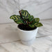 The Plant Farm® Houseplants Calathea Burle Marxii, 4" Plant