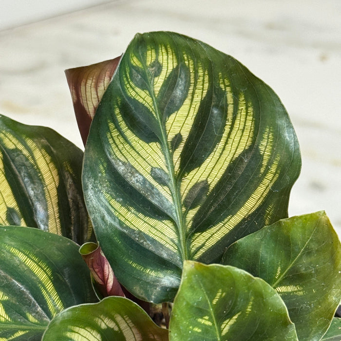 The Plant Farm® Houseplants Calathea Burle Marxii, 4" Plant
