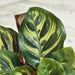 The Plant Farm® Houseplants Calathea Burle Marxii, 4" Plant