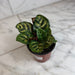 The Plant Farm® Houseplants Calathea Burle Marxii, 4" Plant