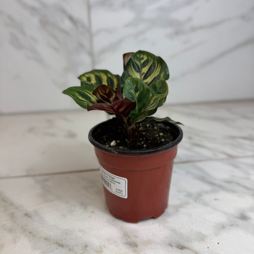 The Plant Farm® Houseplants Calathea Burle Marxii, 4" Plant