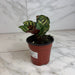 The Plant Farm® Houseplants Calathea Burle Marxii, 4" Plant