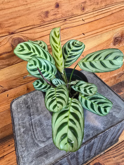 The Plant Farm® Houseplants Calathea Burle Marxii, 4" Plant