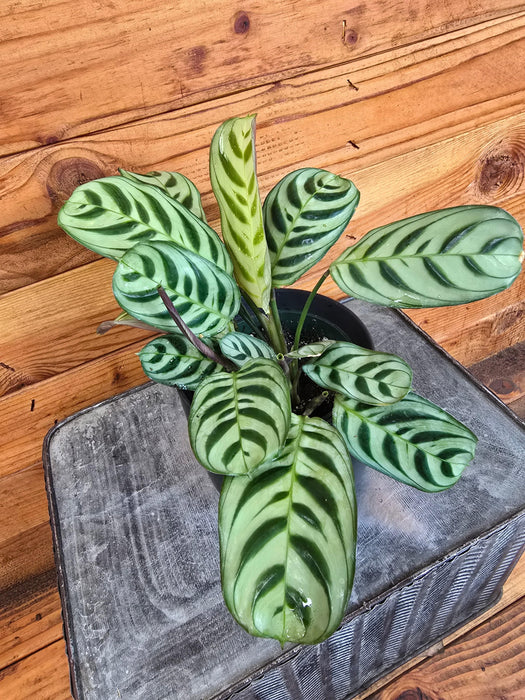 The Plant Farm® Houseplants Calathea Burle Marxii, 4" Plant