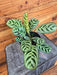 The Plant Farm® Houseplants Calathea Burle Marxii, 4" Plant