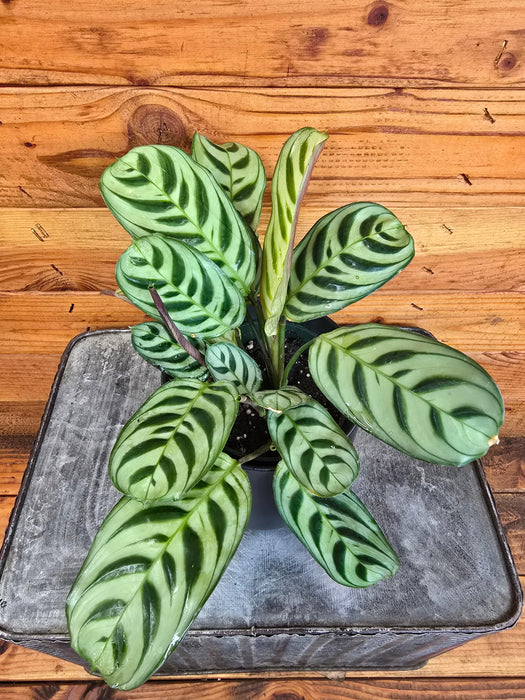 The Plant Farm® Houseplants Calathea Burle Marxii, 4" Plant