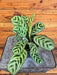 The Plant Farm® Houseplants Calathea Burle Marxii, 4" Plant