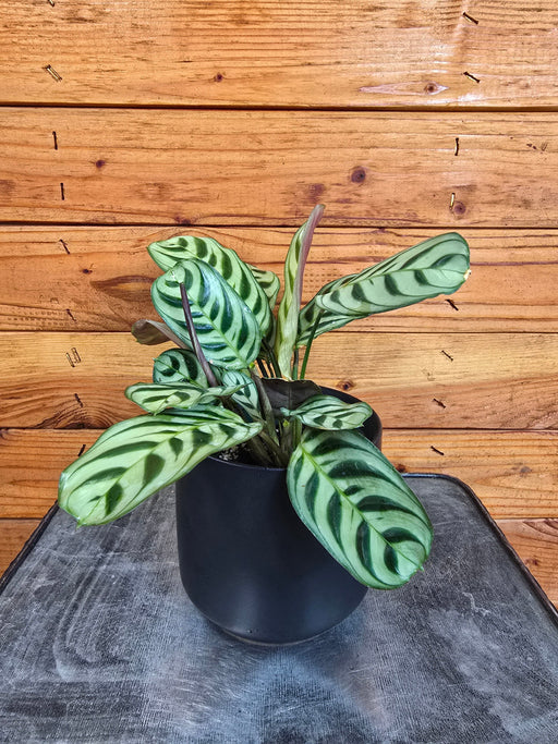 The Plant Farm® Houseplants Calathea Burle Marxii, 4" Plant