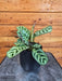 The Plant Farm® Houseplants Calathea Burle Marxii, 4" Plant