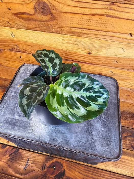 The Plant Farm® Houseplants Calathea Dressleri 'Helen Kennedy', 4" Plant