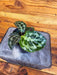 The Plant Farm® Houseplants Calathea Dressleri 'Helen Kennedy', 4" Plant