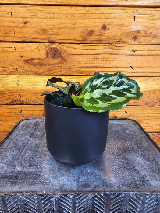 The Plant Farm® Houseplants Calathea Dressleri 'Helen Kennedy', 4" Plant