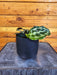 The Plant Farm® Houseplants Calathea Dressleri 'Helen Kennedy', 4" Plant