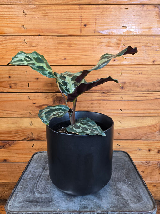 The Plant Farm® Houseplants Calathea Dressleri 'Helen Kennedy', 6" Plant