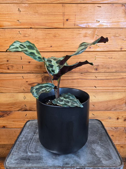 The Plant Farm® Houseplants Calathea Dressleri 'Helen Kennedy', 6" Plant