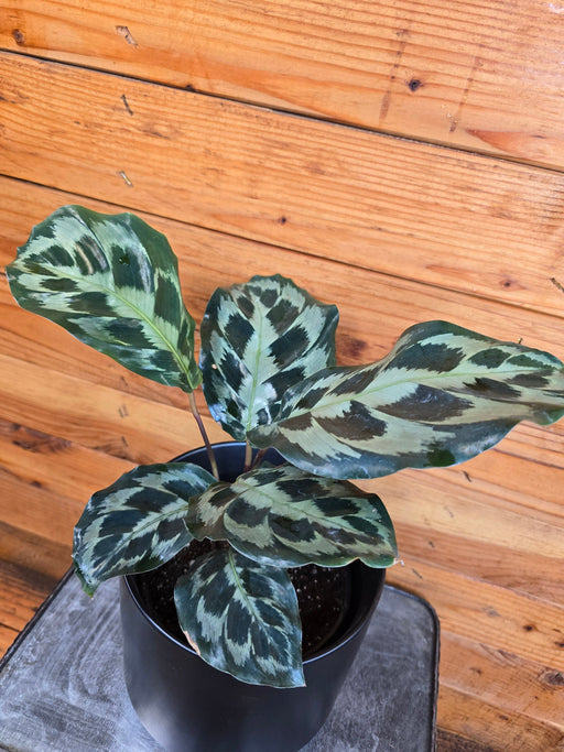 The Plant Farm® Houseplants Calathea Dressleri 'Helen Kennedy', 6" Plant