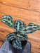 The Plant Farm® Houseplants Calathea Dressleri 'Helen Kennedy', 6" Plant