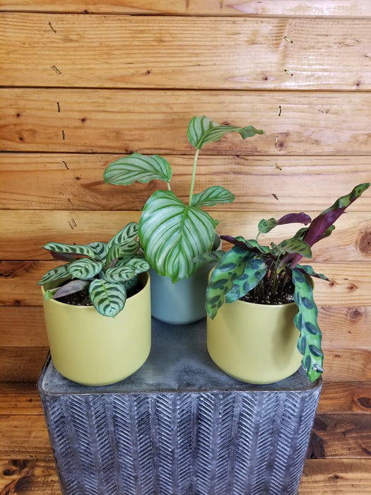 The Plant Farm® Houseplants Calathea Gift Set! Get all 3- Calathea Burle Marxii, Calathea Orbifolia, and Calathea Rattlesnake,  4" Plant