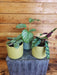 The Plant Farm® Houseplants Calathea Gift Set! Get all 3- Calathea Burle Marxii, Calathea Orbifolia, and Calathea Rattlesnake,  4" Plant