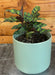 The Plant Farm® Houseplants Calathea Lancifolia Rattlesnake, 4" Plant