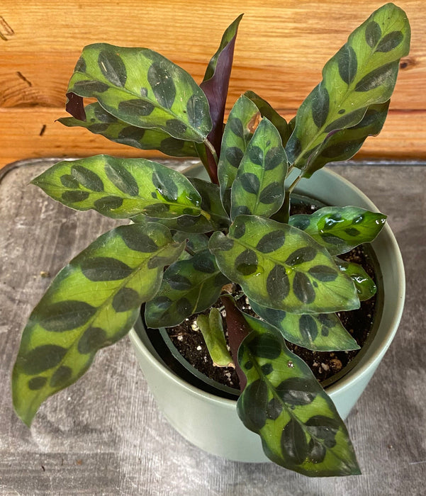The Plant Farm® Houseplants Calathea Lancifolia Rattlesnake, 4" Plant