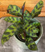 The Plant Farm® Houseplants Calathea Lancifolia Rattlesnake, 4" Plant