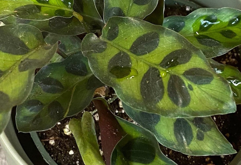 The Plant Farm® Houseplants Calathea Lancifolia Rattlesnake, 4" Plant