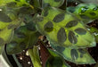 The Plant Farm® Houseplants Calathea Lancifolia Rattlesnake, 4" Plant