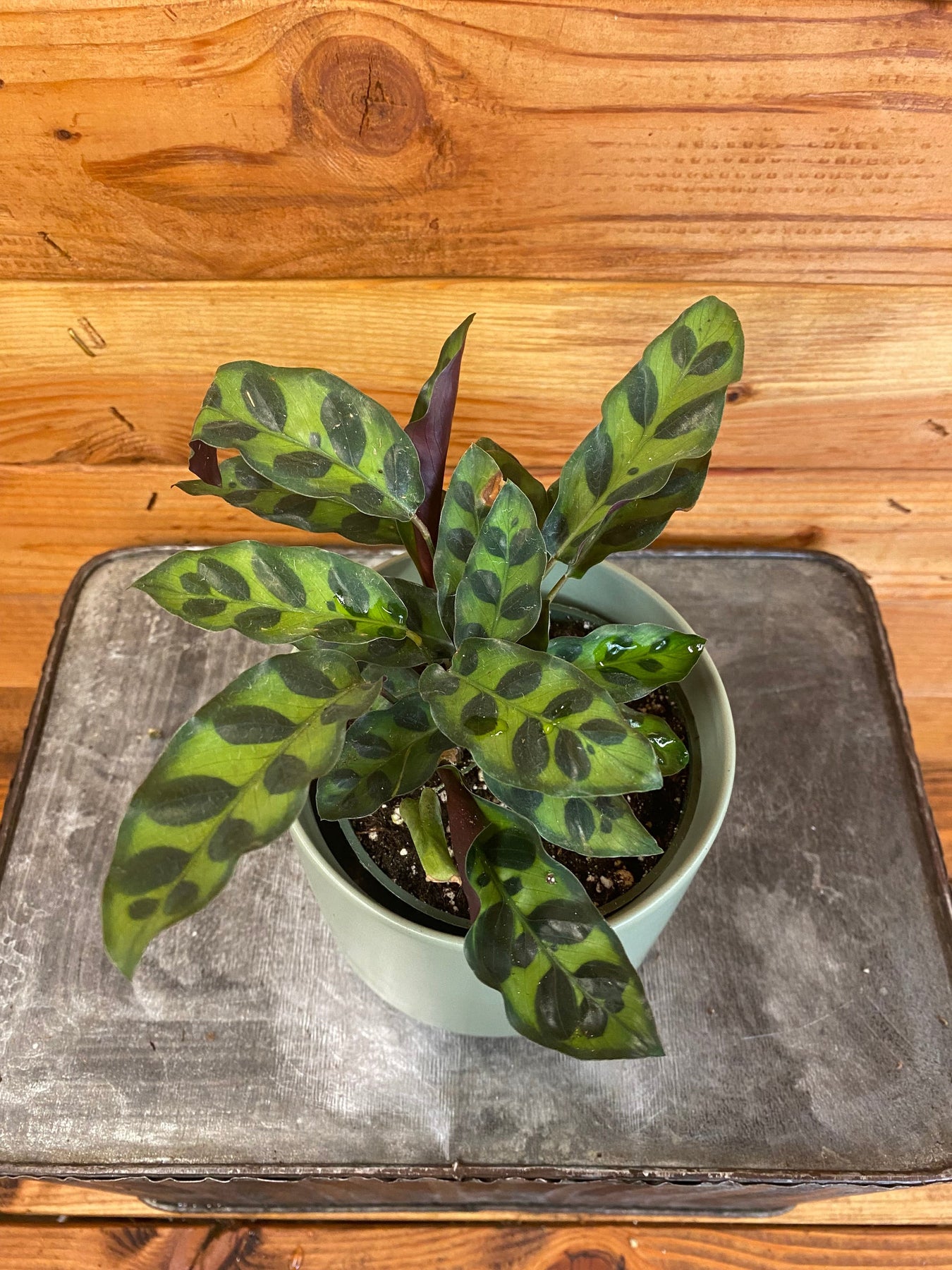 High Maintenance Plants